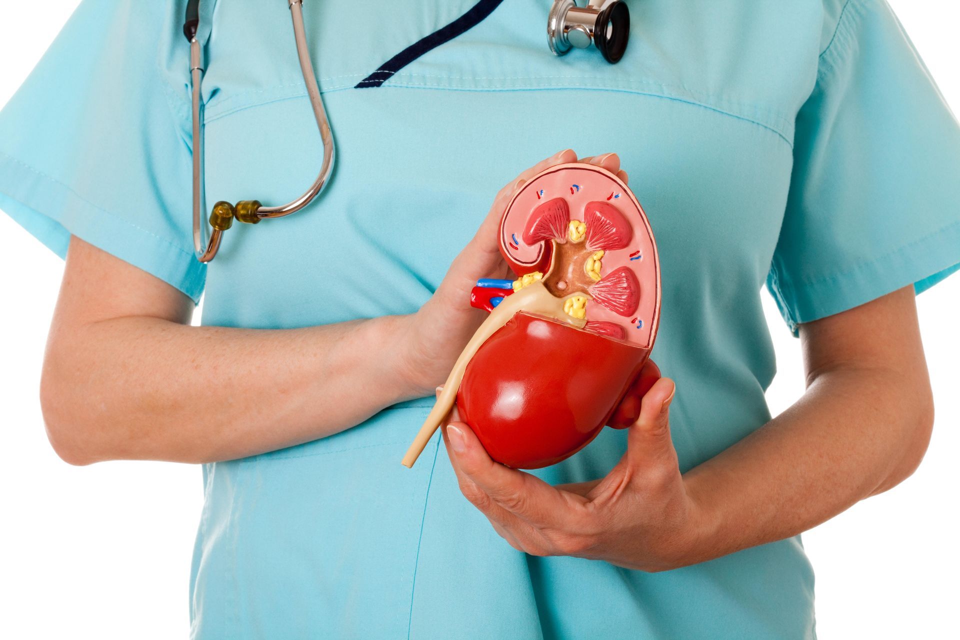 A Nurse is Holding a Model of a Kidney in her Hands — Orlando, FL — Central Florida Kidney Specialists