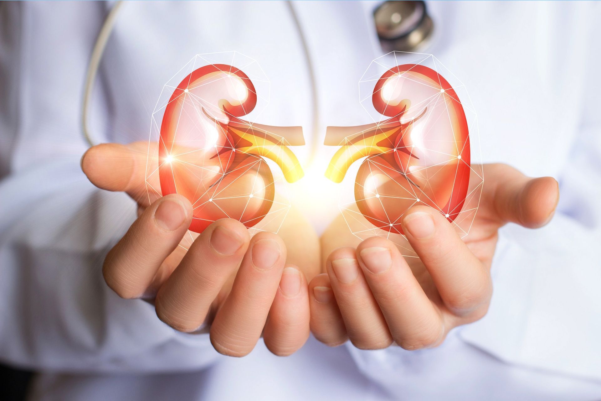 A Doctor Is Holding A Pair Of Kidneys — Orlando, FL — Central Florida Kidney Specialists