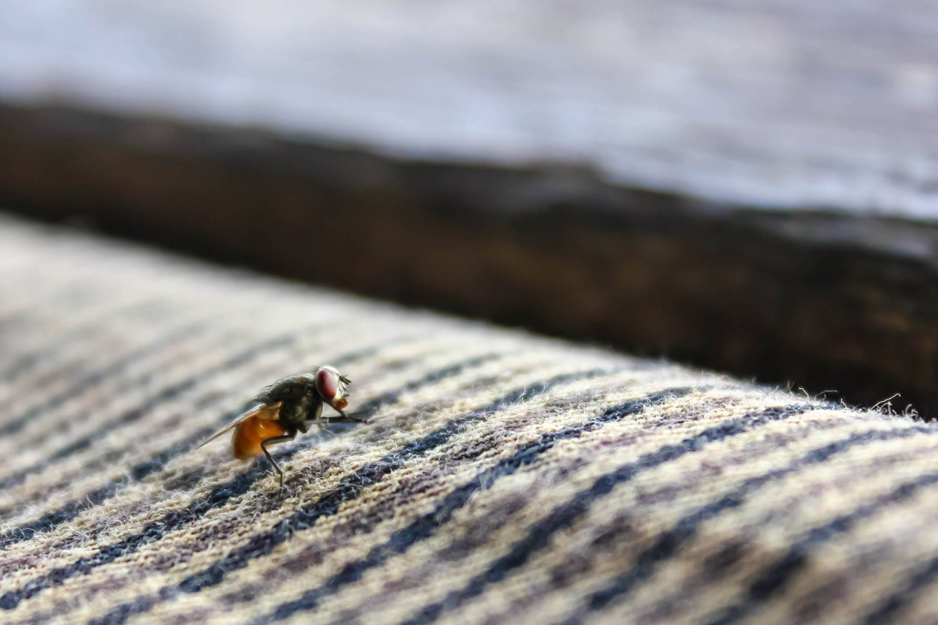 Fly on striped fabric. Brown, black, and orange colors. Blurred wooden background.