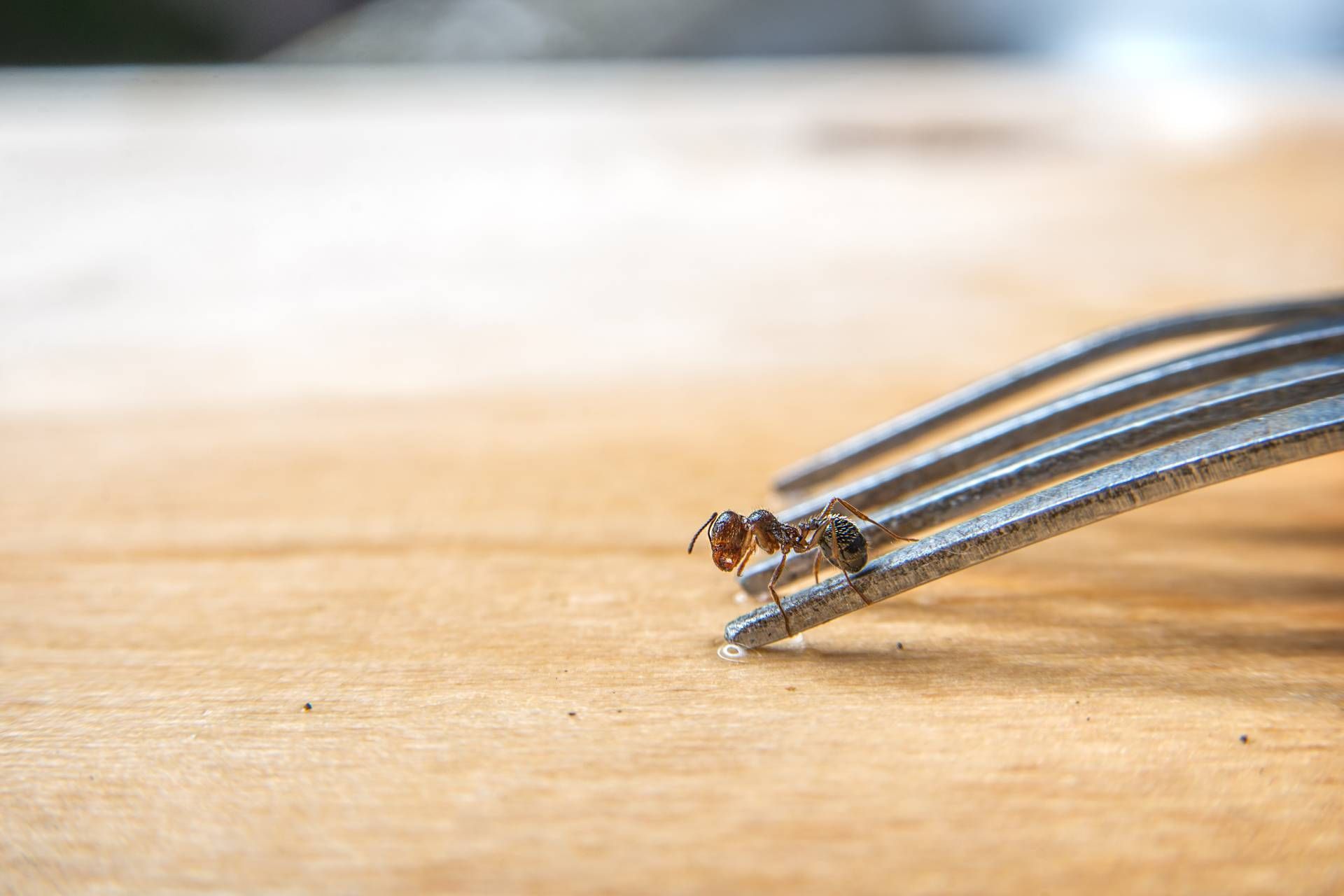 Ant on a fork, on a wooden surface.