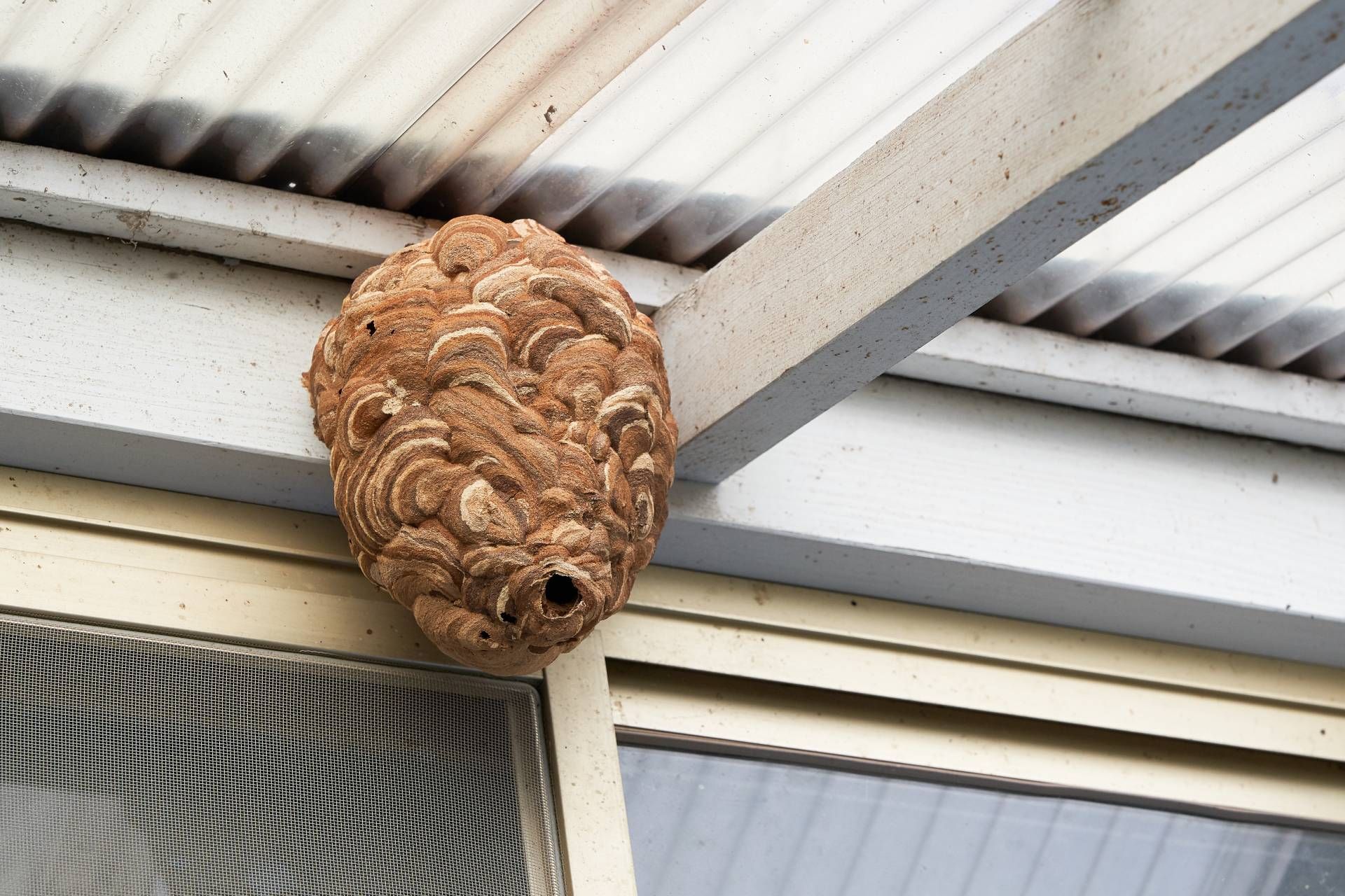 Wasp nest attached to a white beam under a corrugated roof. The nest is brown and oval-shaped with an opening.