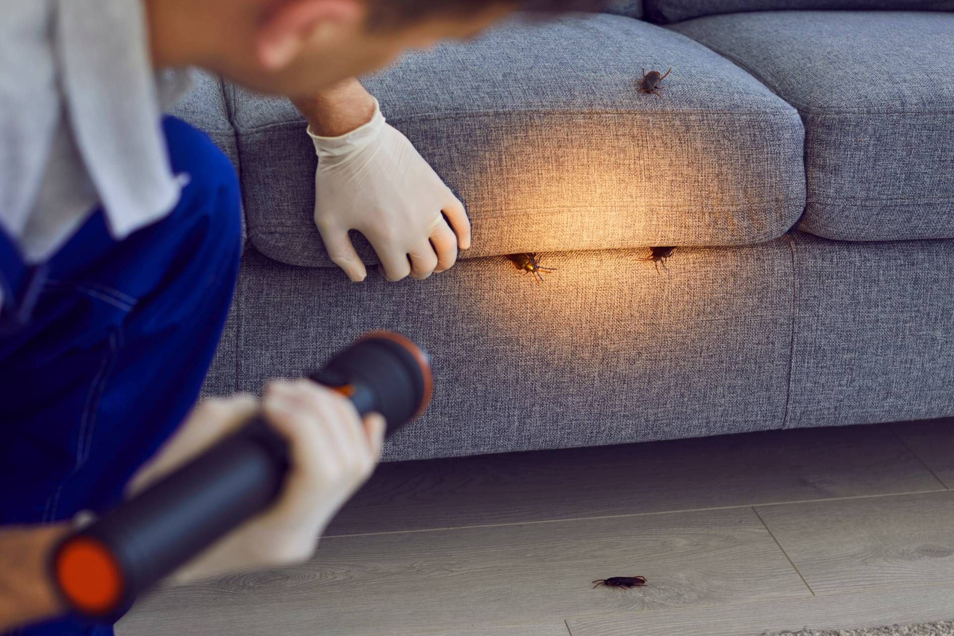 Person inspecting sofa with a flashlight, looking for pests.