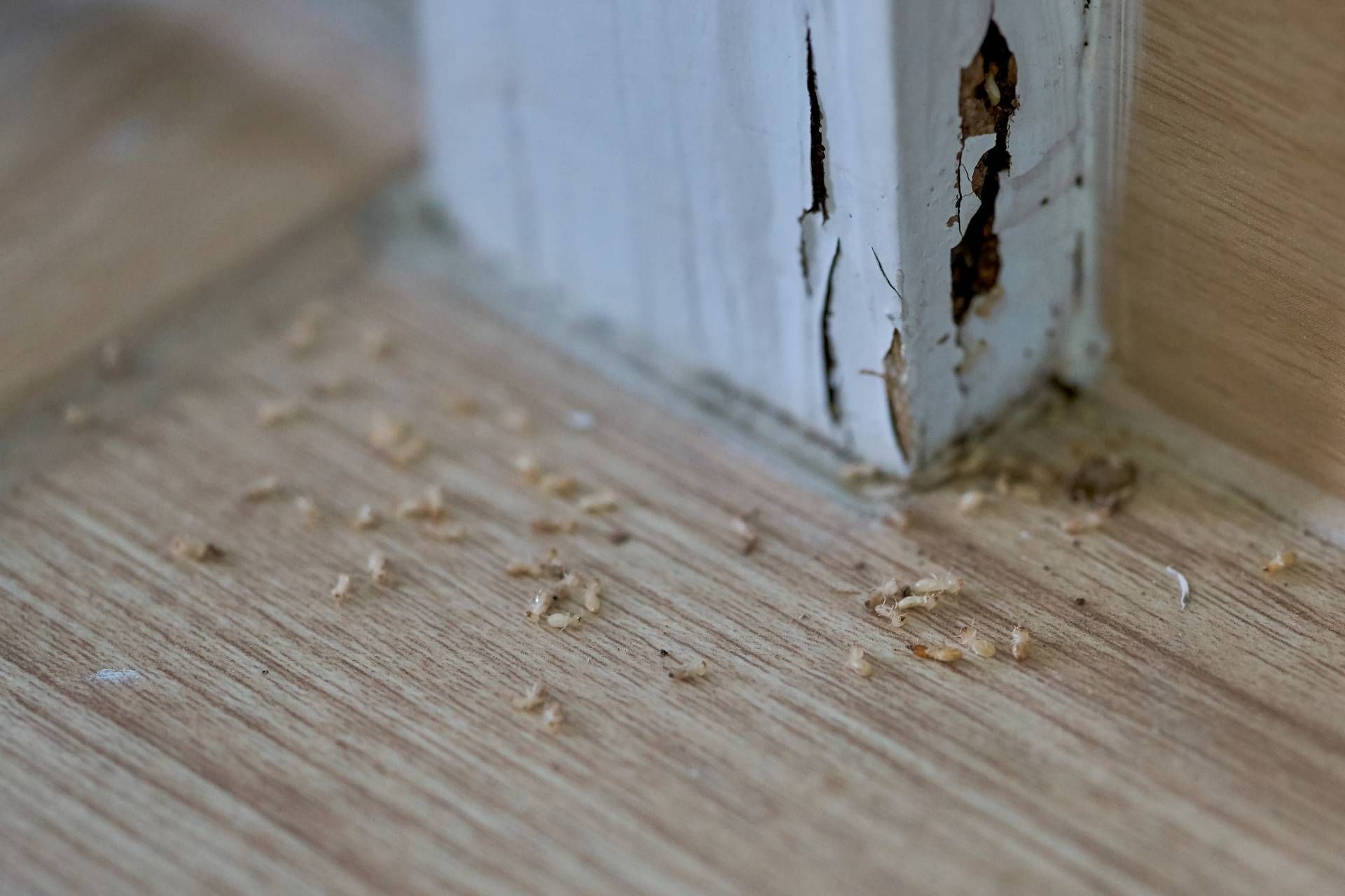 Damaged white door frame corner with wood shavings on light wood floor.