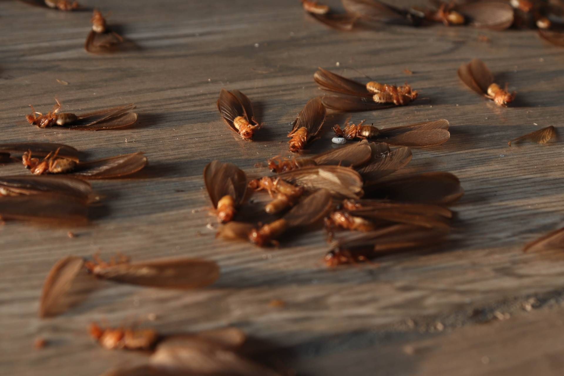 Winged termites on a wooden surface, with some clustered together. Brown and tan colors.