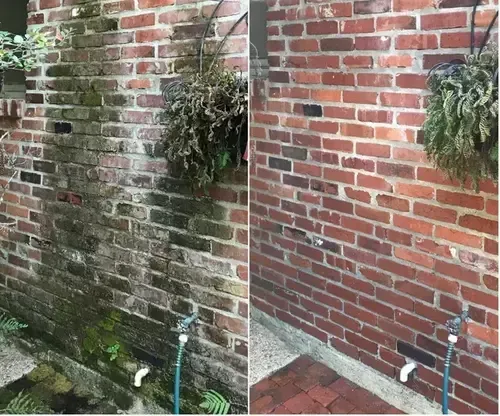 Before and After Brick Wall Soft wash and Pressure Wash Service