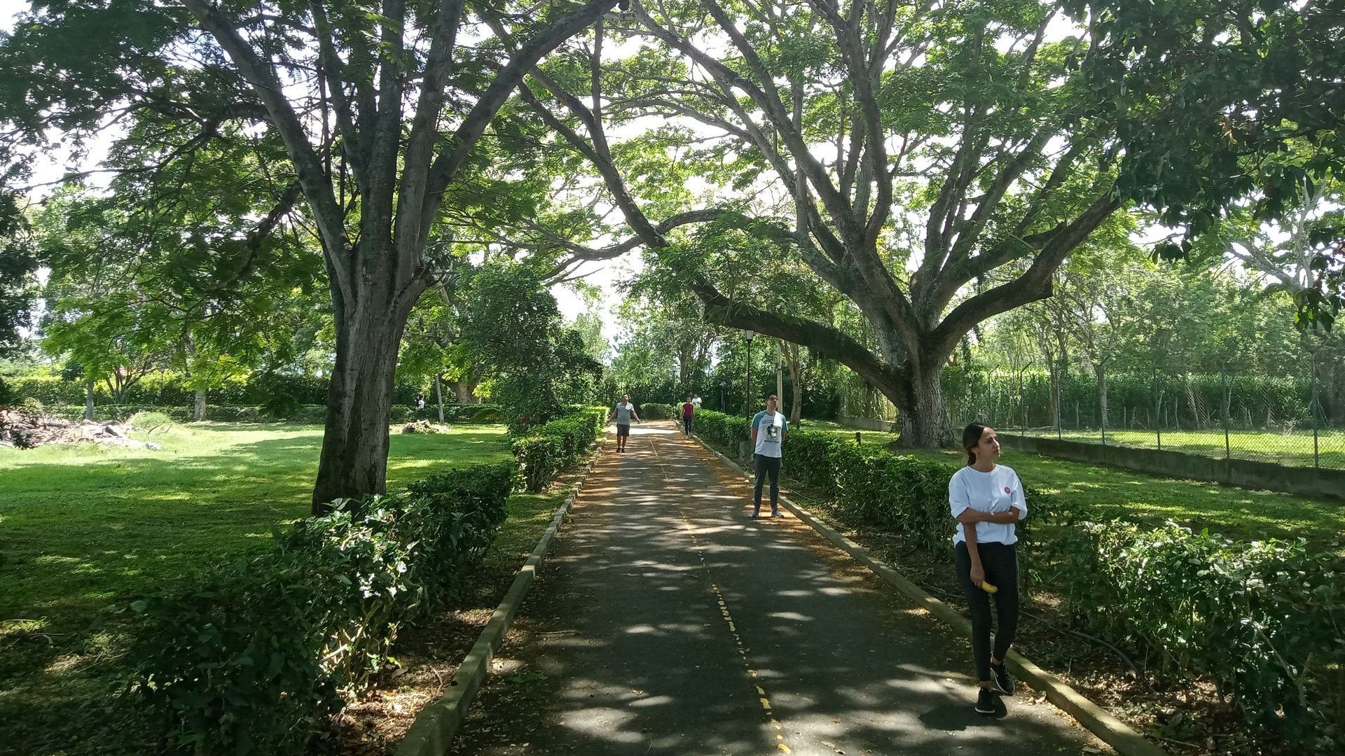 baño de bosque pandemia