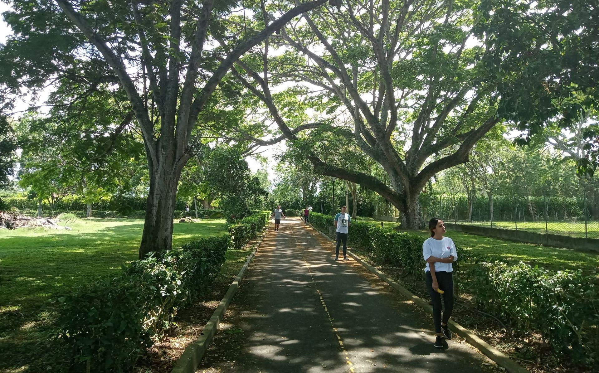meditación baño de bosque estrés cotidiano
