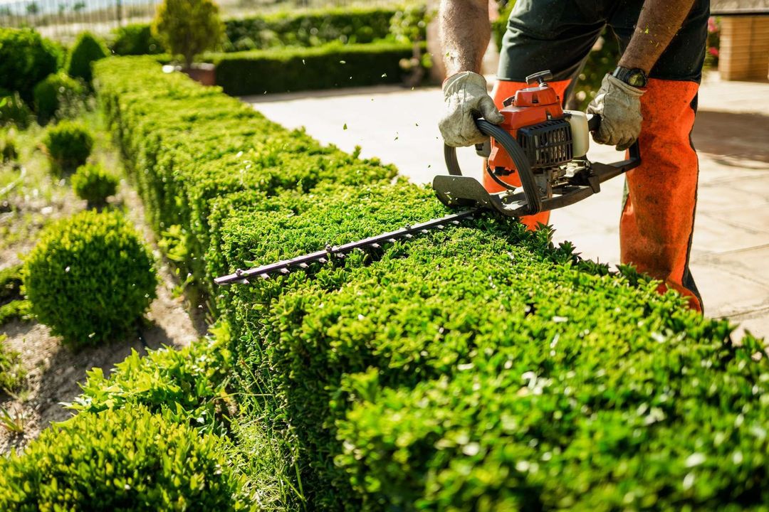 Man trimming a green hedge with a hedge trimmer outdoors.