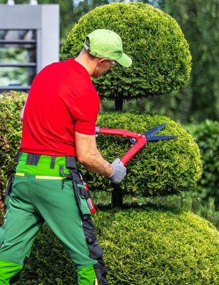 Gardener in red shirt and green pants trimming topiary with large shears in a sunny garden.