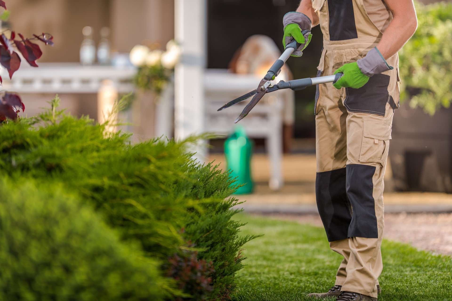 Gardener pruning a hedge with shears, wearing work gloves and tan overalls, on a sunny lawn.