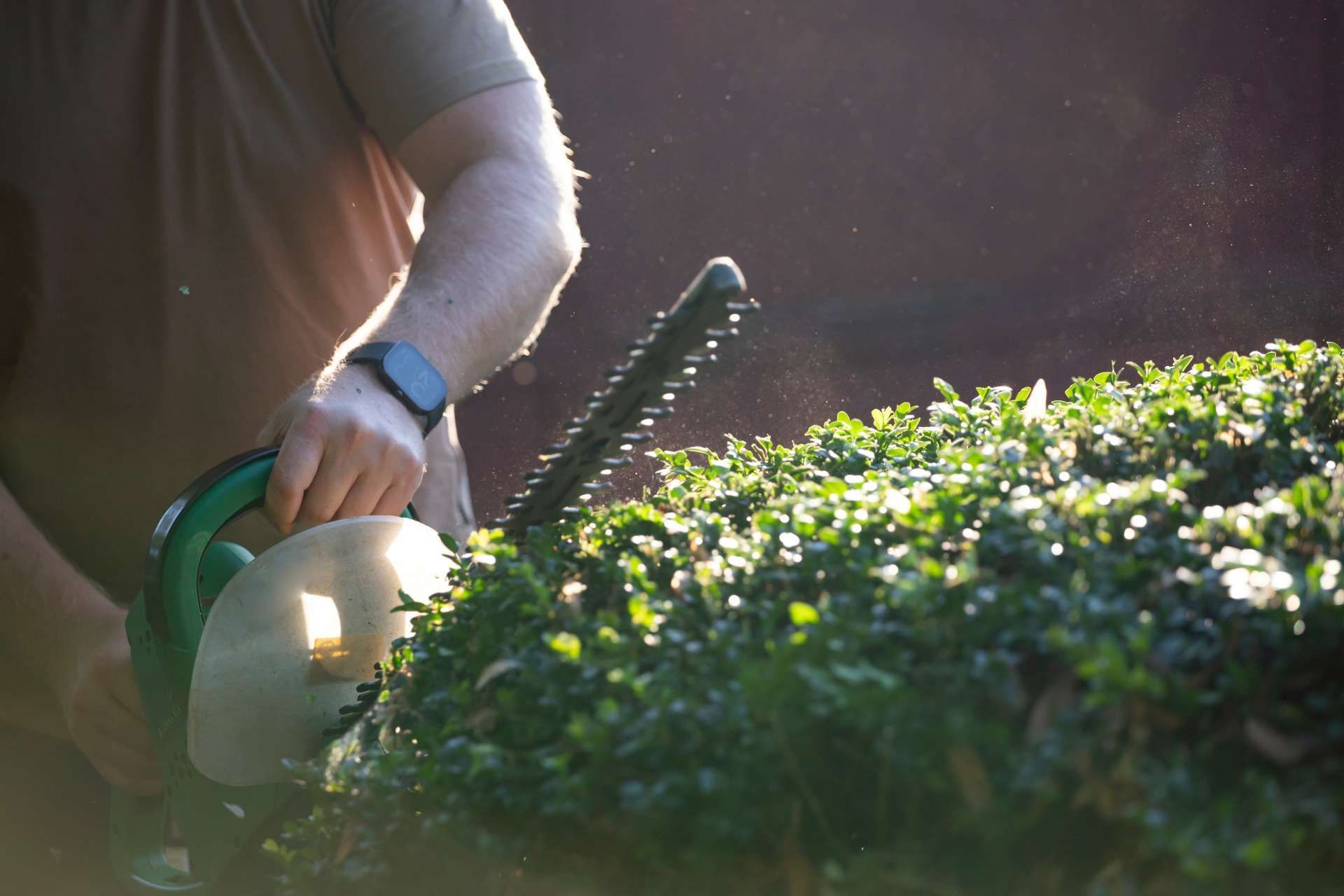 Person trimming a green bush with a hedge trimmer outdoors in sunlight.