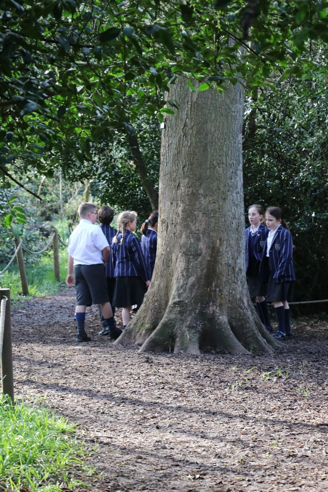 Children in school uniforms gather around a large tree in a forest.