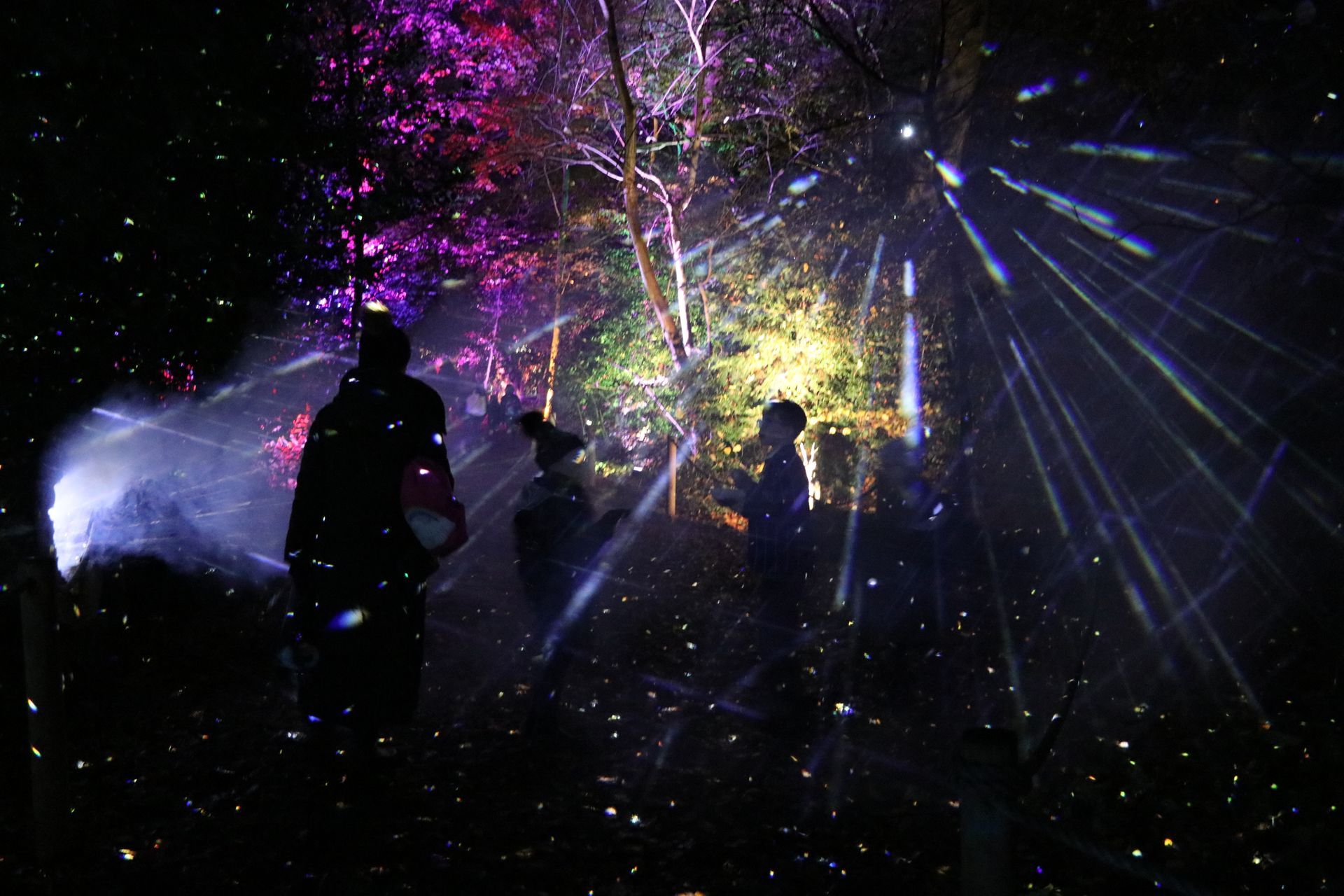 People in a forest illuminated with colorful lights, creating a magical atmosphere.