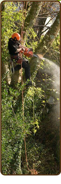 Tree surgeons - Worcester, Worcestershire - TRW Professional Tree Surgery - Tree Cutter