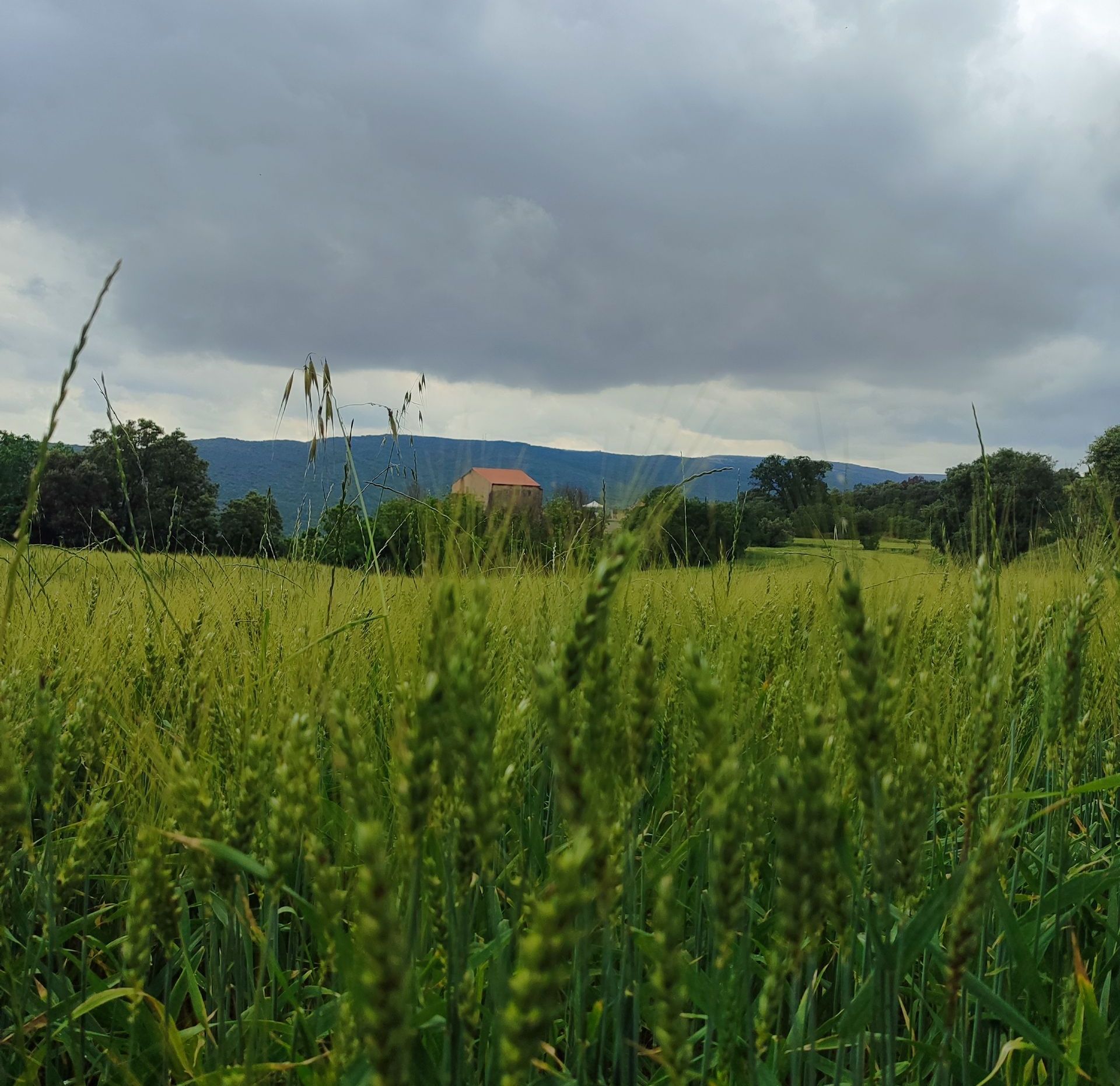 Un camp d'herba alta amb muntanyes al fons