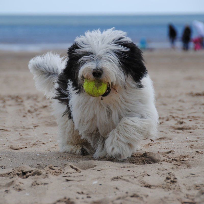 dog-training-central-coast-i-ocean-paws-dog-training