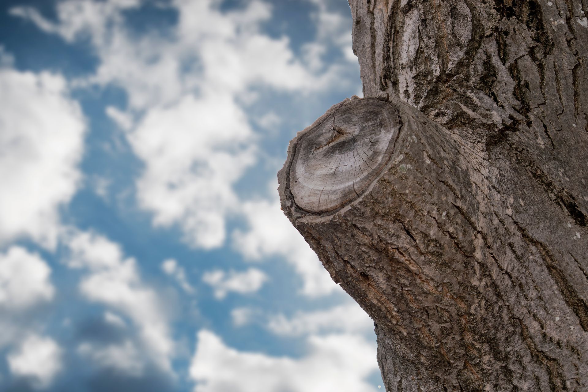A person is cutting a tree branch with scissors.