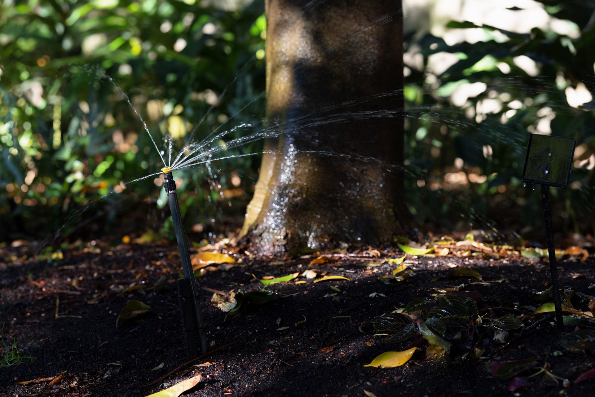 A tree is being watered by a sprinkler in the woods.