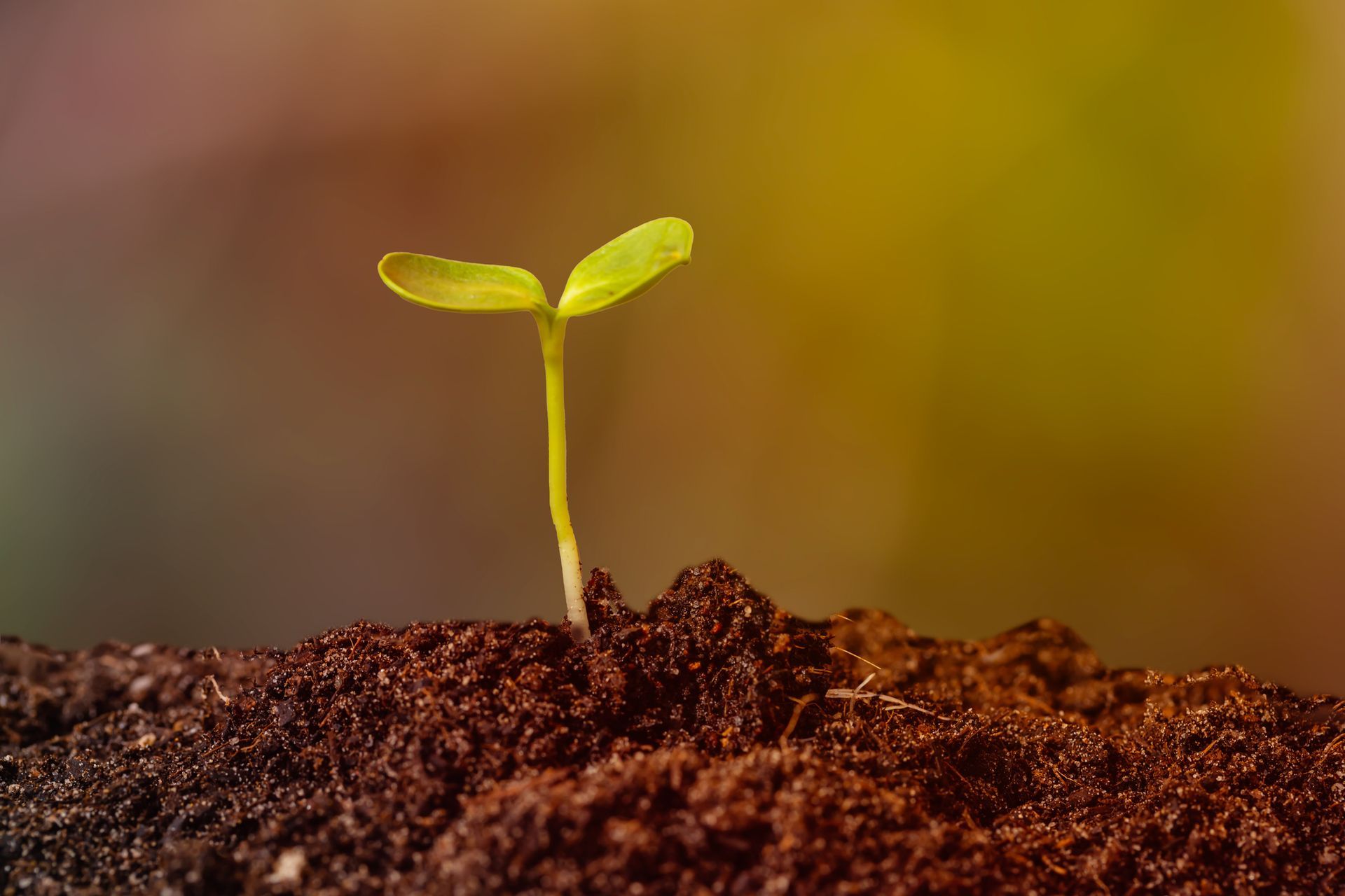 A small green plant is growing out of a pile of dirt.