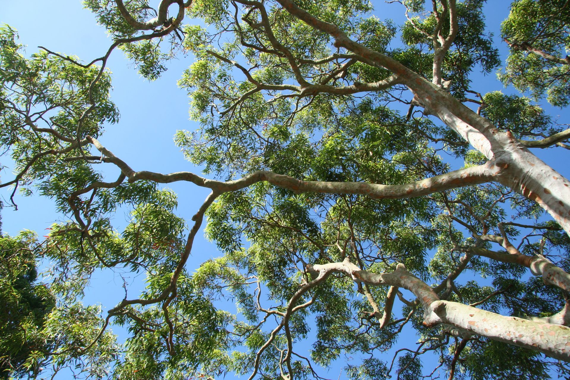 Looking up at a tree with lots of branches and leaves