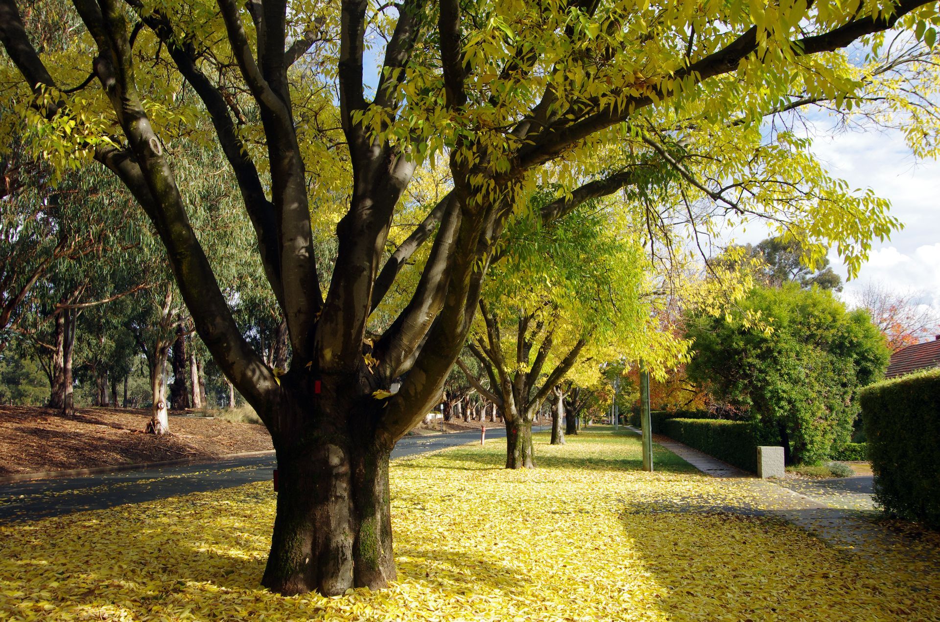 A row of trees with yellow leaves on the ground