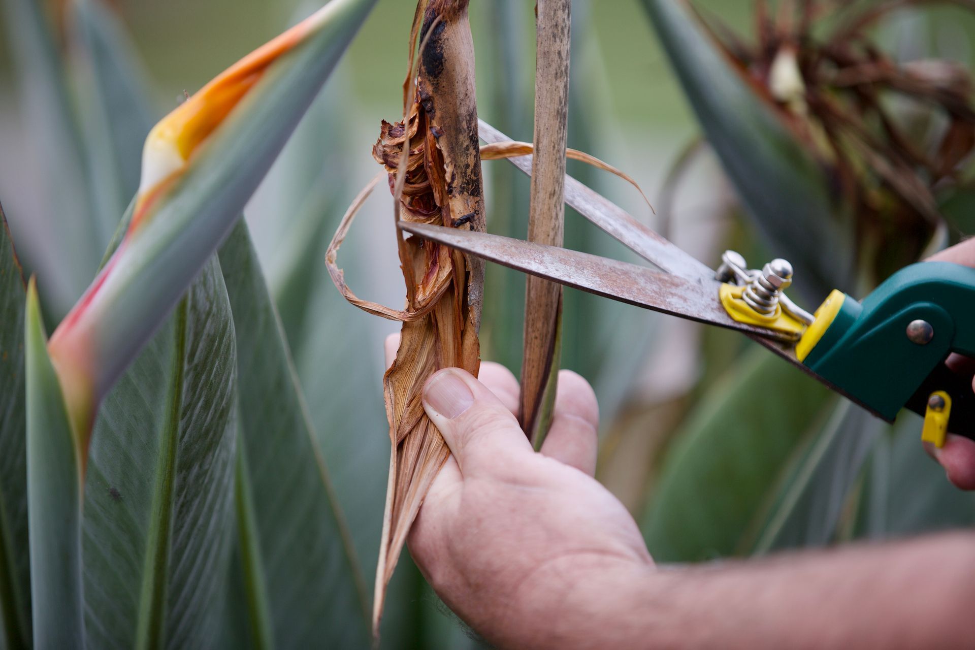 A person is cutting a plant with a pair of scissors.