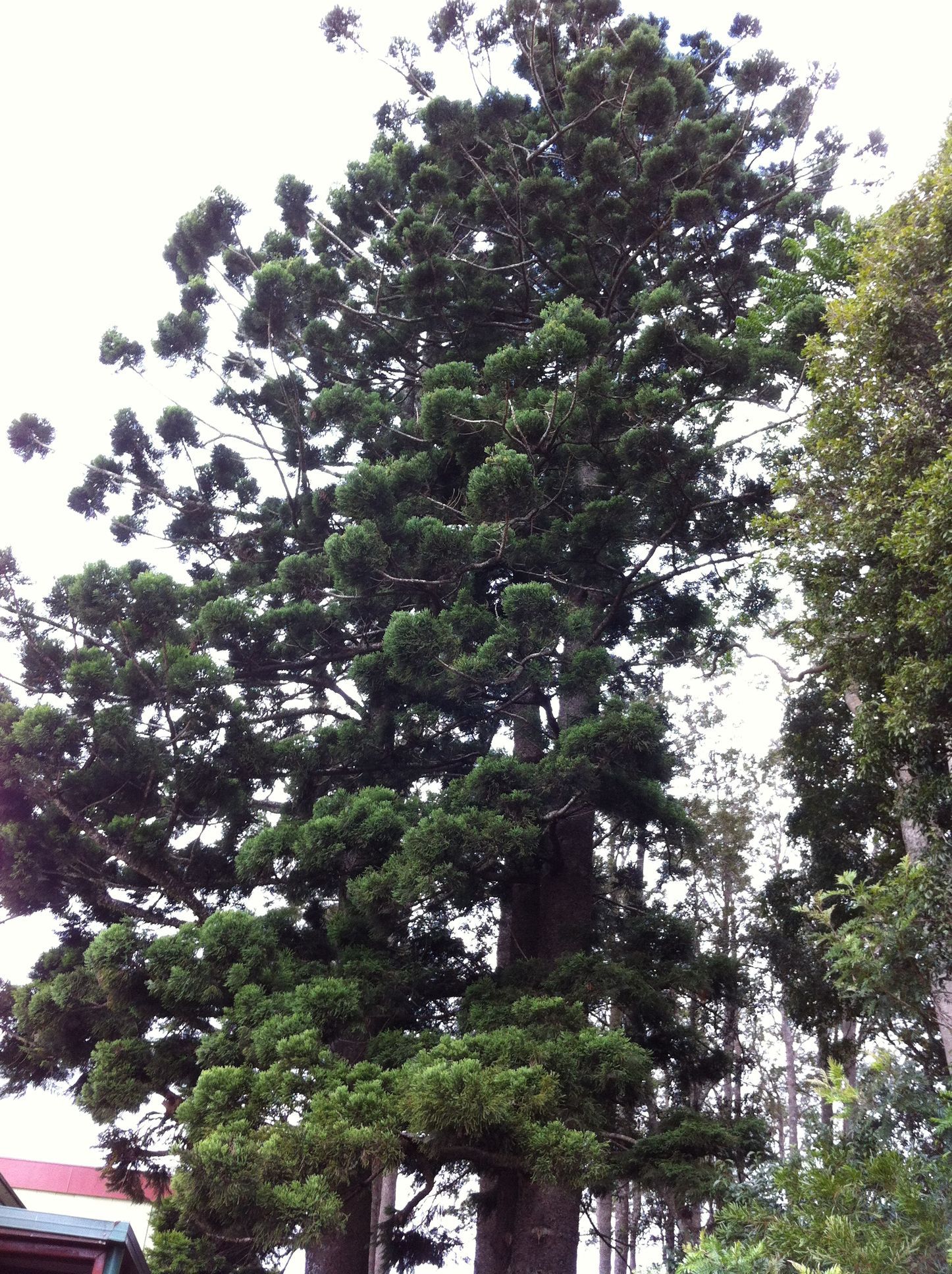 A person wearing yellow gloves is pruning a tree branch with a pair of scissors.