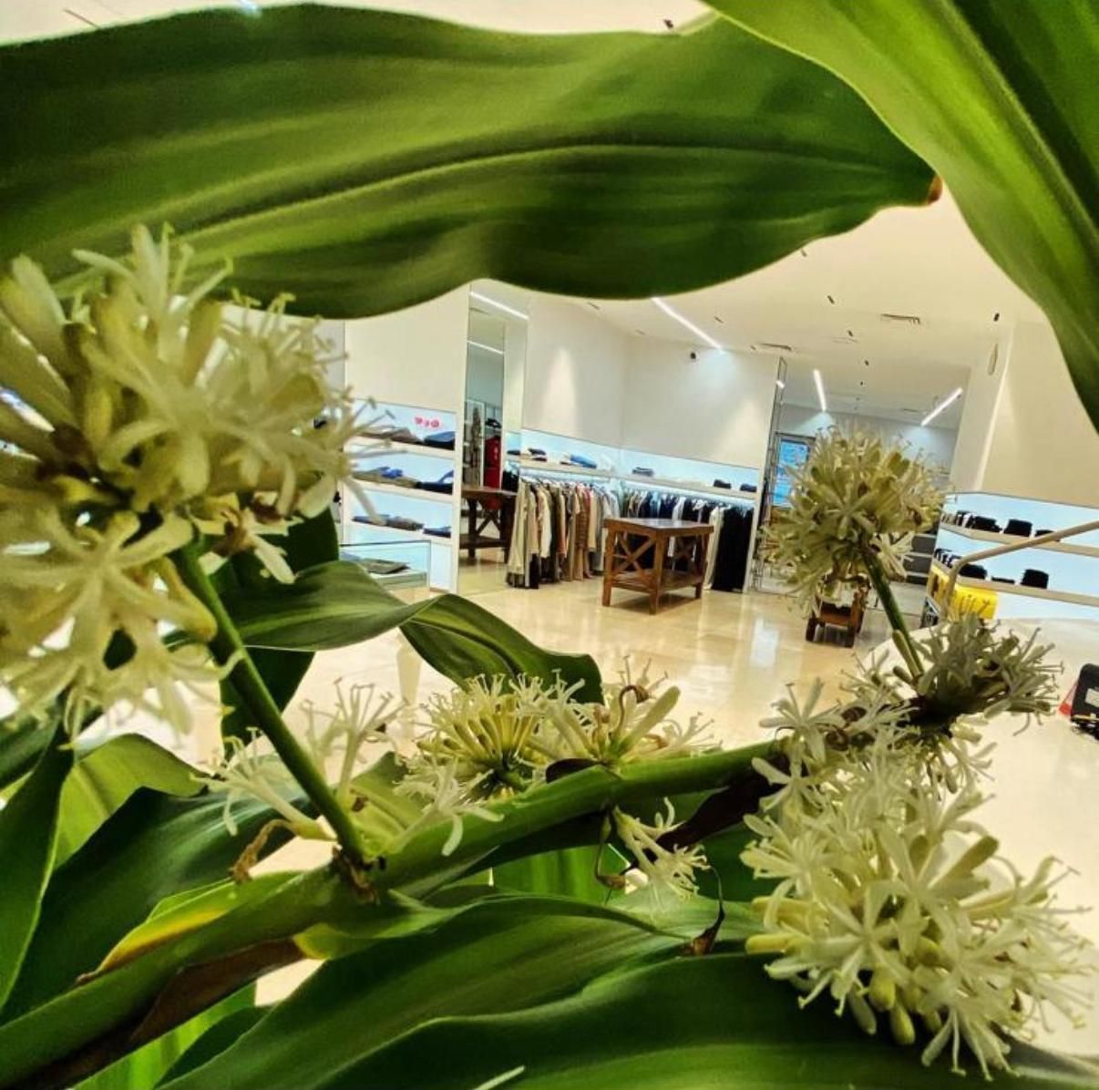 Esterno di un negozio di abbigliamento con manichini in vetrina. Fiori in una fioriera di fronte.