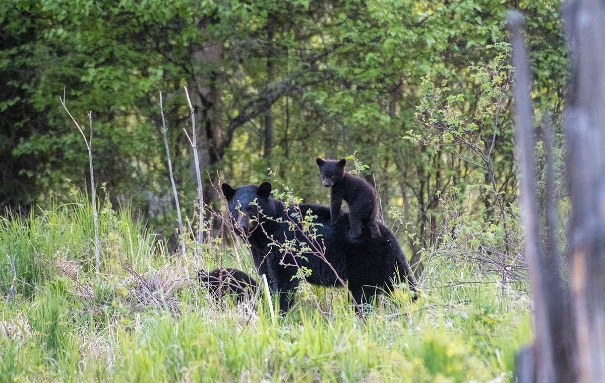 A mother bear and her cub are standing in the grass in the woods.