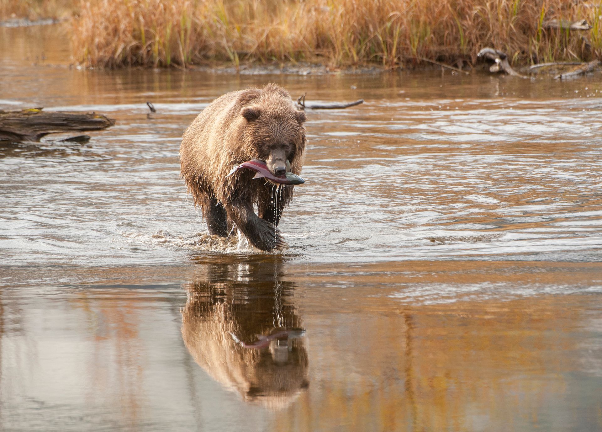 A brown bear is walking through a river with a fish in its mouth.