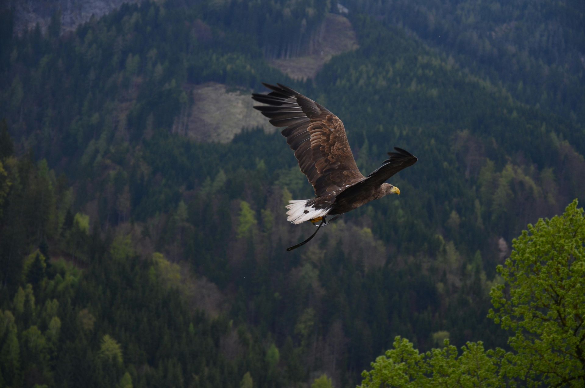 A bald eagle is flying over a forest.