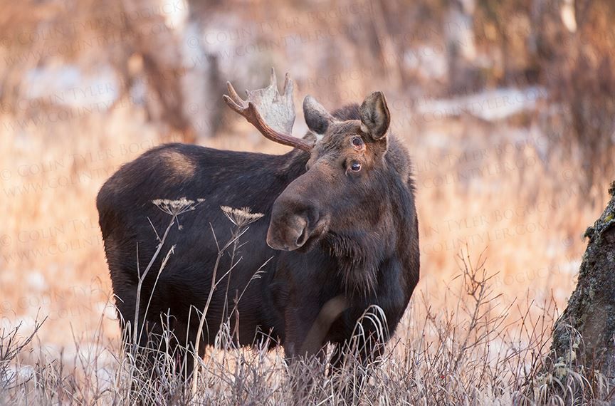 A moose with antlers is standing in a field of tall grass.
