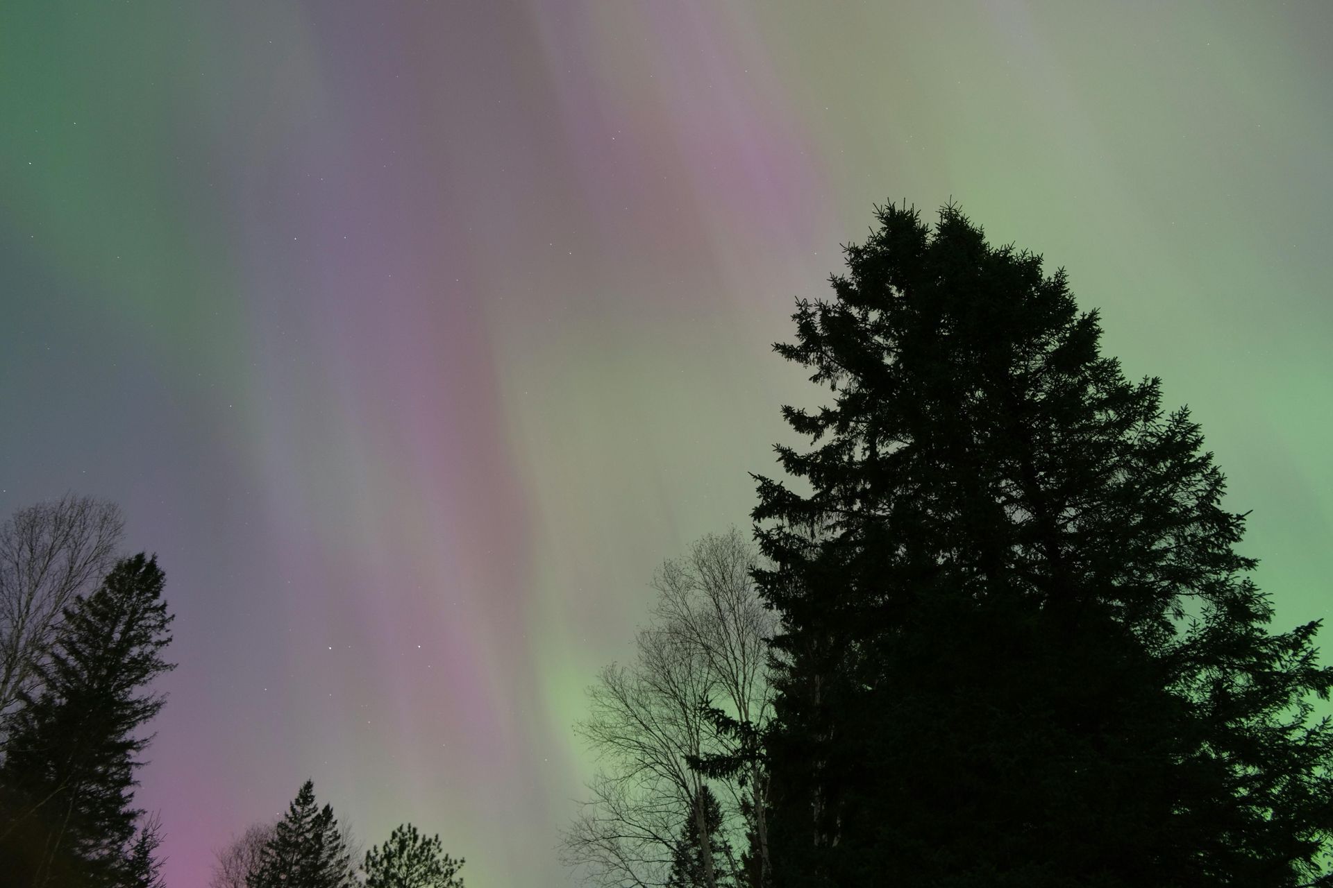 The aurora borealis is visible over a forest with trees in the foreground.
