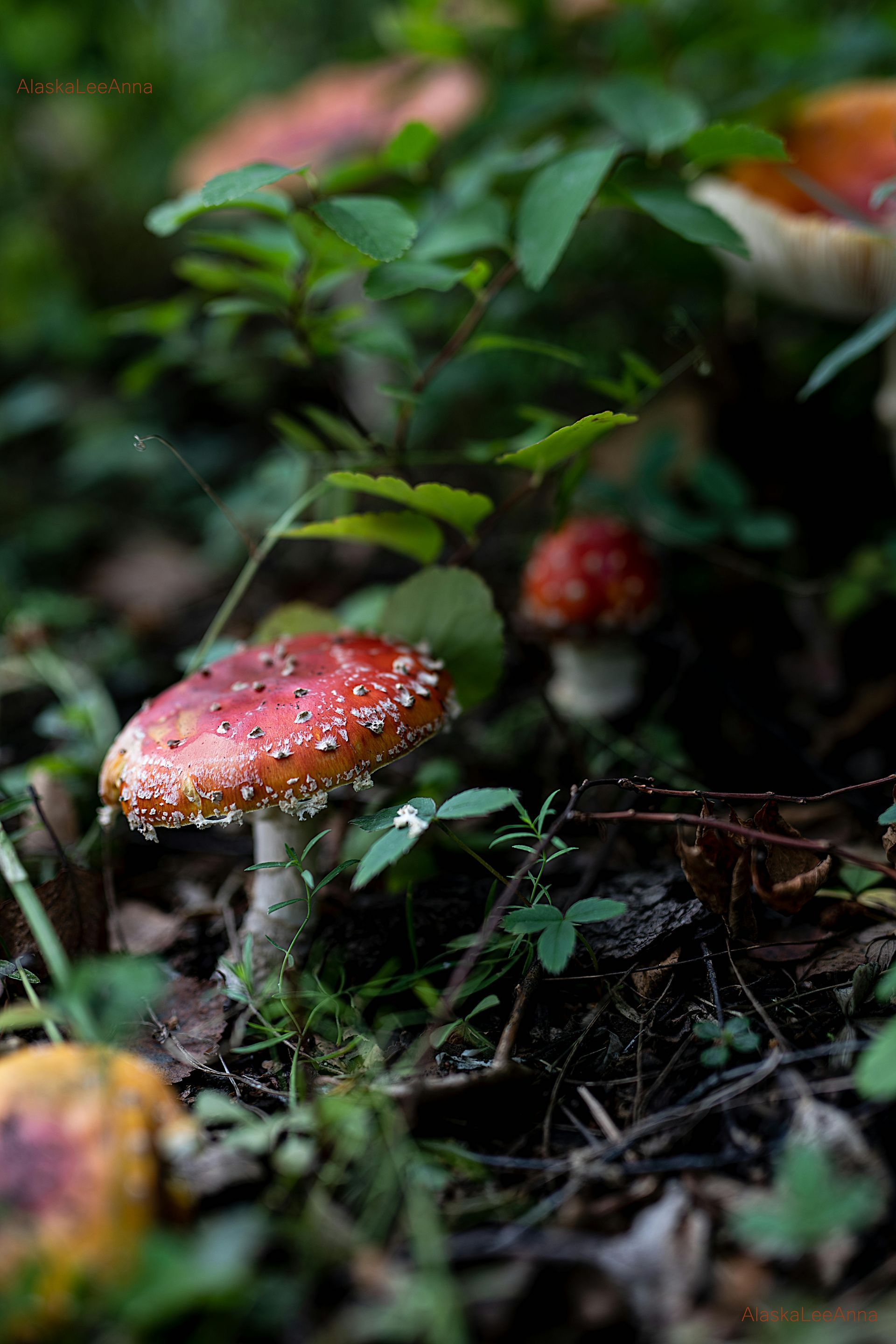 A close up of a red mushroom growing in the grass.
