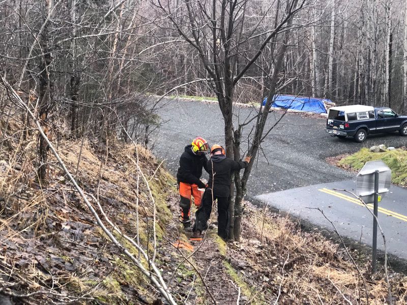 Two men are cutting a tree on the side of a road.