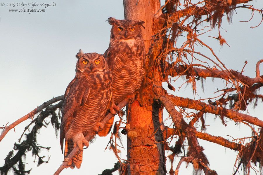 Two owls are perched on a tree branch