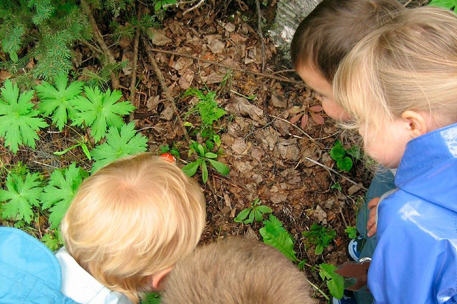 Three children are looking at a plant in the woods