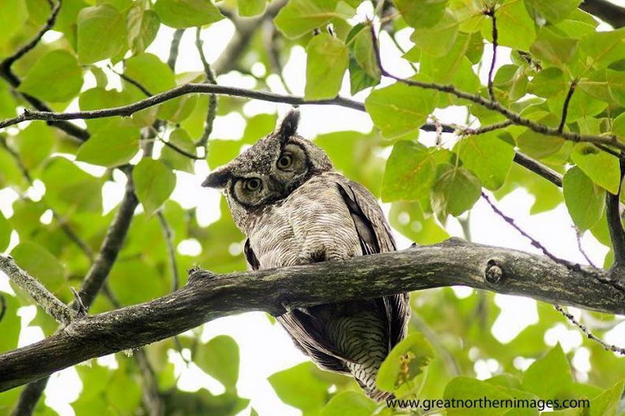 A great horned owl perched on a tree branch