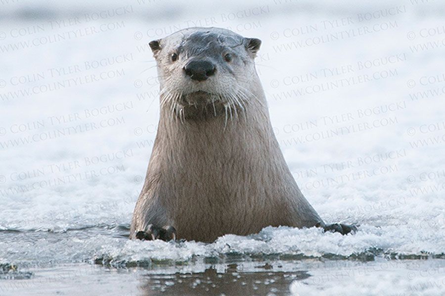 An otter is standing in the water looking at the camera.