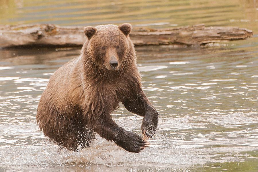 A brown bear is running through a body of water.