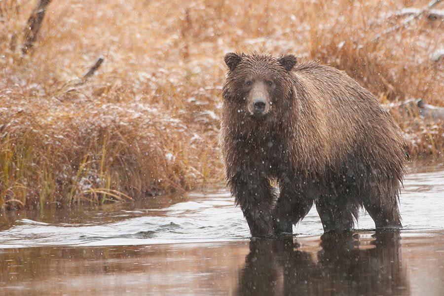A brown bear is standing in the water in the rain.