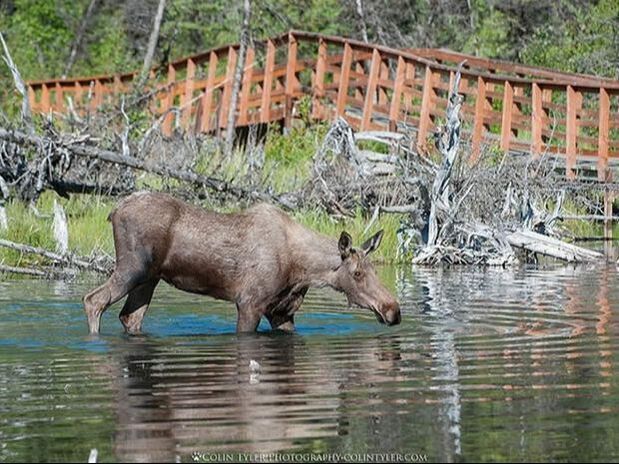 A moose is walking through a body of water near a bridge.