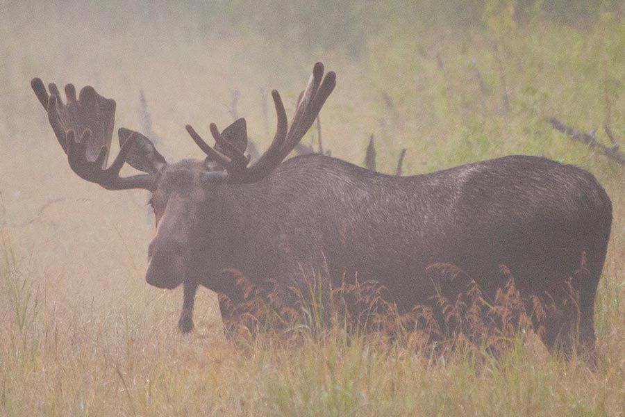 A moose with antlers is standing in a field of tall grass.