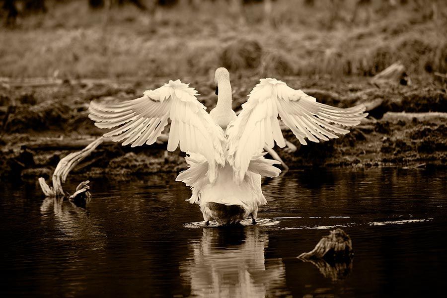 A black and white photo of a swan standing in the water with its wings spread.