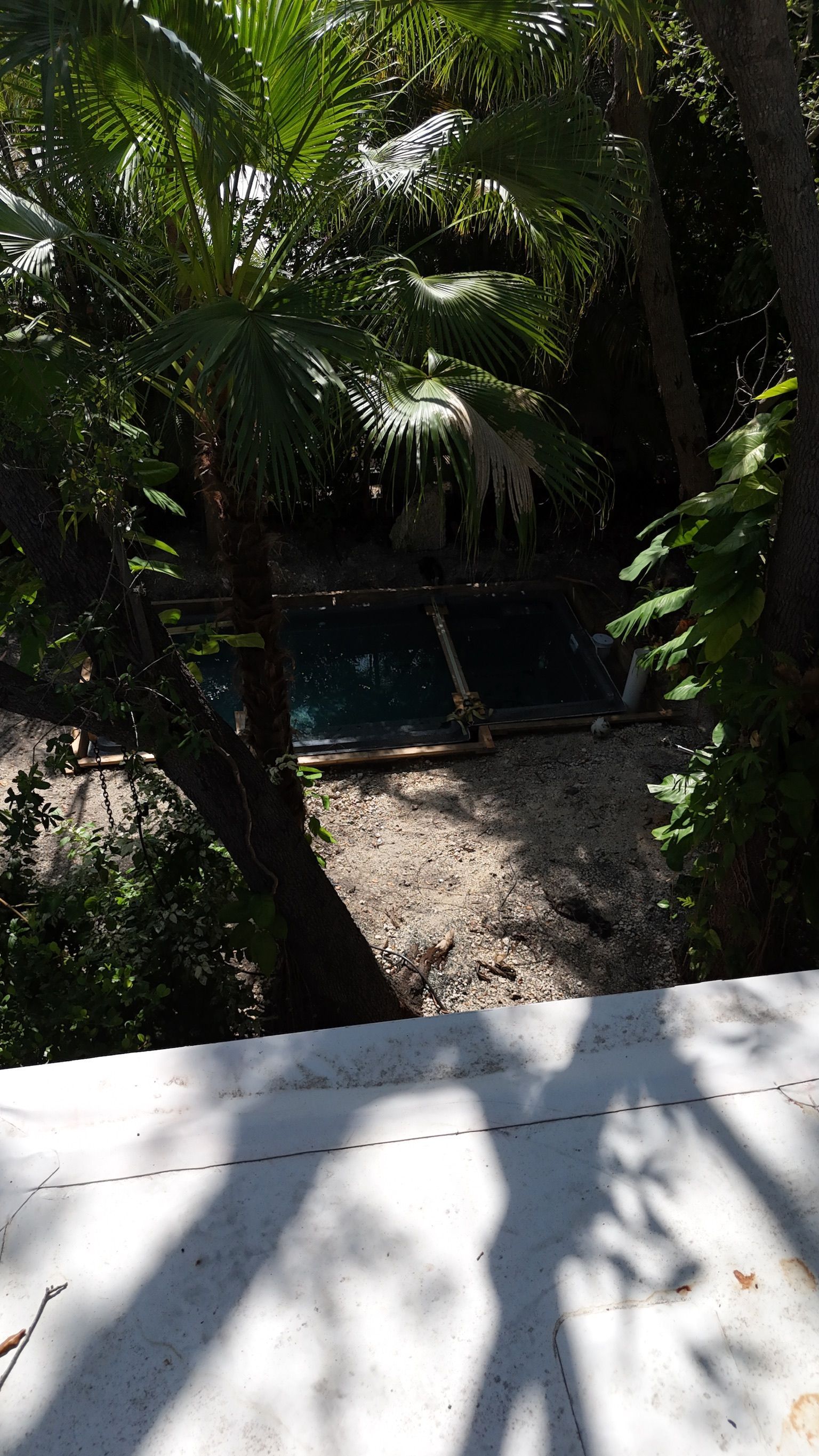 A swimming pool is surrounded by trees in a lush green forest.