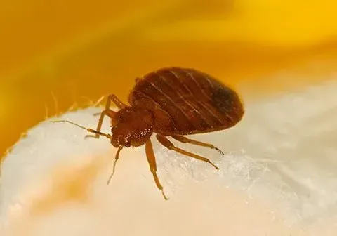 Bed Bugs — New Market, TN — A&B Termite and Pest Control LLC