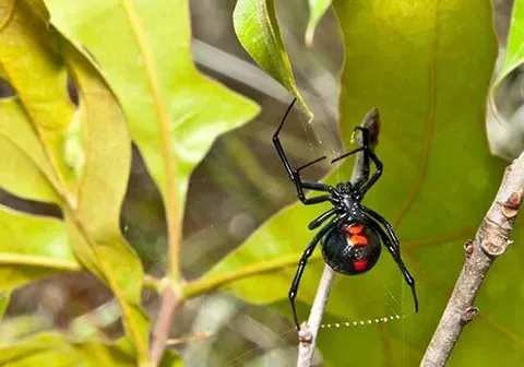 Black Widow — New Market, TN — A&B Termite and Pest Control LLC