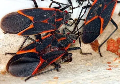 Box Elder Bug — New Market, TN — A&B Termite and Pest Control LLC
