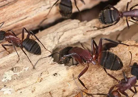 Carpenter Ants — New Market, TN — A&B Termite and Pest Control LLC