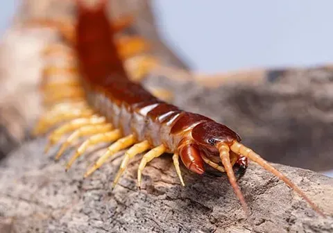 Centipedes — New Market, TN — A&B Termite and Pest Control LLC